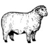 SHEEP012